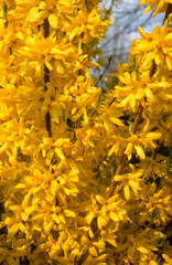 Forsythia, haie, forsythia spp.