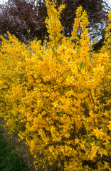 Forsythia, haie, forsythia spp.