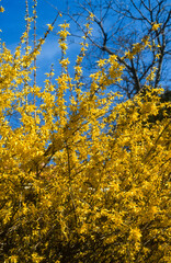Forsythia, haie, forsythia spp.