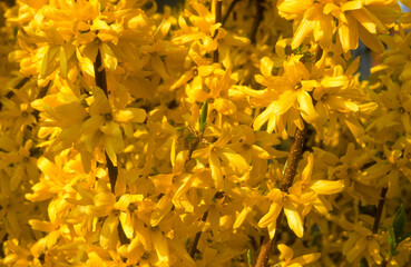 Forsythia, haie, forsythia spp.