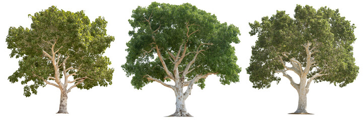 A sycamore tree with wide, spreading branches and distinctive mottled bark, isolated on a transparent background