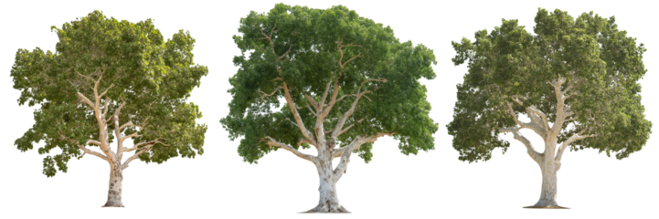 A sycamore tree with wide, spreading branches and distinctive mottled bark, isolated on a transparent background