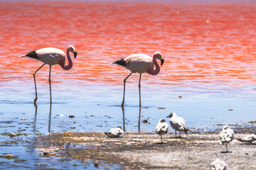Flamingos at lake in Bolivia (Laguna Canapa) near Uyuni