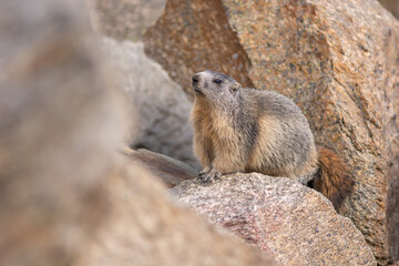 Alpine marmot (Marmota marmota) is standing on a rock