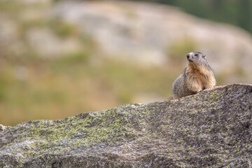 Alpine marmot (Marmota marmota) is standing on a rock