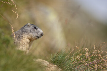 Alpine marmot (Marmota marmota) is standing on a rock