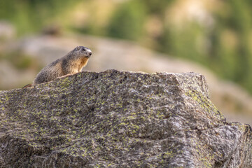 Alpine marmot (Marmota marmota) is standing on a rock