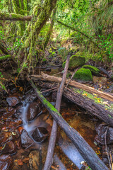 Evergreen beech forest near foot of Andes mountains, Patagonia, Argentina, South America, chile
