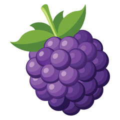 grapes vector illustration