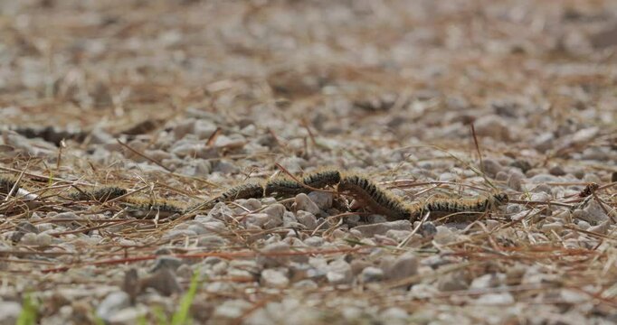 Pine processionary (Thaumetopoea pityocampa) caterpillars moving in row on the ground