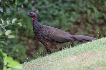 Dusky-legged Guan