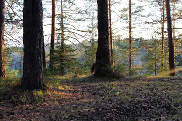 pine trees in the spring forest