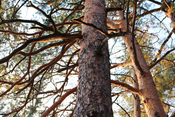 pine trunk in the forest against the sky
