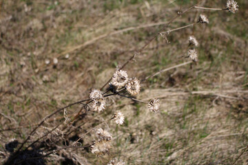 dried flowers in dry grass