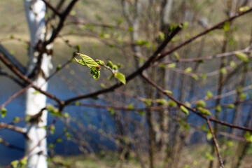 spring young leaves on a branch