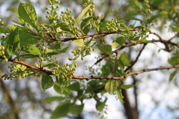 spring young leaves on a branch