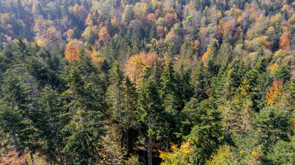 Aerial view of lush autumn forest with colorful foliage, nature landscape, tranquil seasonal beauty