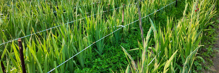Green gladiolus plants growing in a garden with wire support, symbolizing growth and cultivation