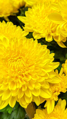 Yellow chrysanthemums in full bloom, symbolizing happiness and longevity, ideal for autumn and Thanksgiving decor