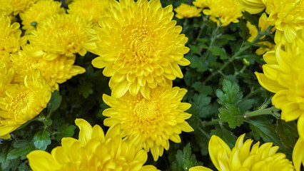 Bright yellow chrysanthemums in full bloom, symbolizing joy and longevity, perfect for autumn and Thanksgiving celebrations
