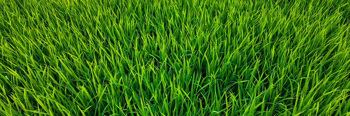 Lush green grass field, fertile natural landscape, perfect for Earth Day, eco-friendly environment, outdoor relaxation