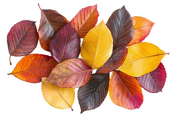 Obraz premium Autumn Leaves Assortment. Isolated Vibrant Foliage In Fall Colors On A White or transparent Background.