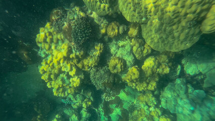 Vibrant coral reef underwater scene, marine biodiversity, ocean conservation, vibrant aquatic ecosystem exploration