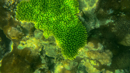 Lush green coral underwater, vibrant marine ecosystem, ocean biodiversity, snorkeling adventure, tropical reef habitat