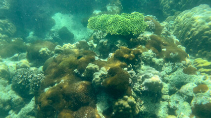Vibrant underwater coral reef scene, marine ecosystem biodiversity, ecology preservation, tropical aquatic habitat exploration