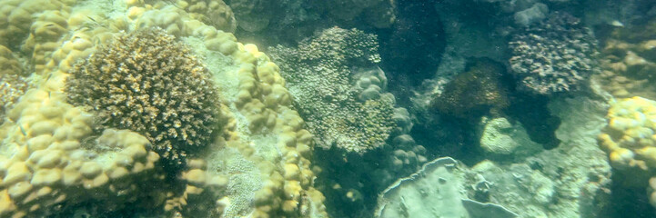 Colorful underwater coral reef, marine biodiversity exploration, ocean conservation, aquatic environment, scuba diving adventure