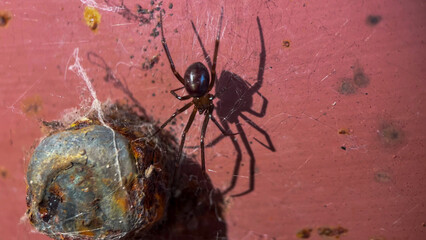 Black widow spider next to its web cocoon on a rustic red surface, Halloween, arachnophobia concepts