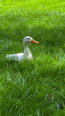 White duck resting on lush green grass, serene nature, springtime freshness, peaceful landscape view