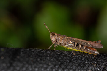 A grasshopper rests on textured bark, its brown body blending with the earthy tones. Its antennae...