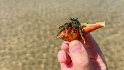 Person holding hermit crab in a seashell by the beach, marine life exploration, coastal adventure
