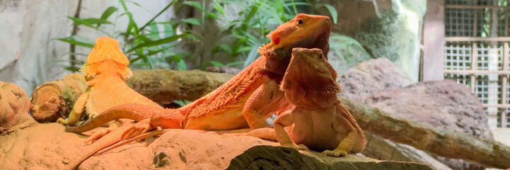 Two bearded dragons bask in sunlight on rocky terrain, exotic pets, reptile habitat, warm climate