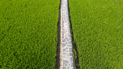 Aerial view of lush green rice field pathway, agricultural growth, Earth Day, eco-friendly farming