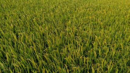Lush green rice field at sunrise, representing agricultural abundance and harvest season, Asian farming landscape