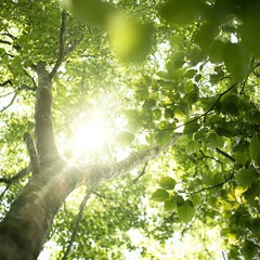Fototapeta premium Sunlight filtering through lush green leaves.