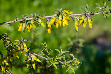 Anagyris (Spanish: oro de risco) is a genus of flowering plants in the family Fabaceae. It belongs...