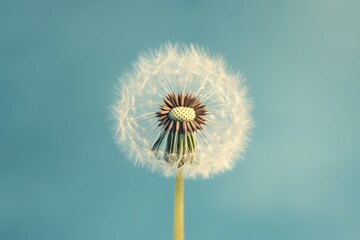 Fototapeta premium A single dandelion clock rests against a bright blue background