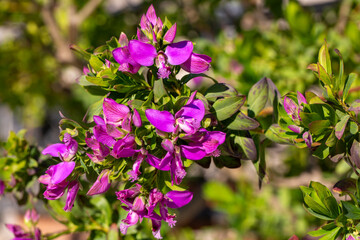 Polygala myrtifolia is a plant species belonging to the Polygala genus.