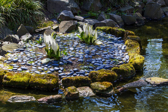 The genus Lysichiton was described by Heinrich Schott in 1857  in Japanese garden