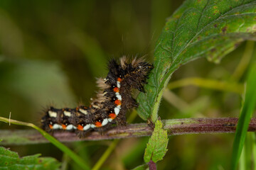 A hairy caterpillar with striking black, white, and orange markings clings to a green leaf. Its bristles stand out, warning predators. The macro shot captures nature’s intricate details vividly.