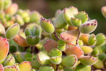 Cotyledon tomentosa subsp. ladismithiensis is a species of flowering plant in the family...
