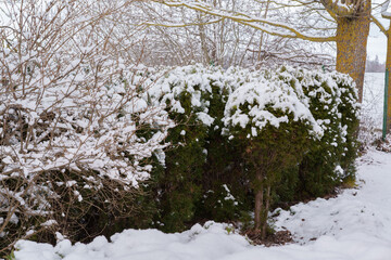 ornamental bush near the house wall covered in snow