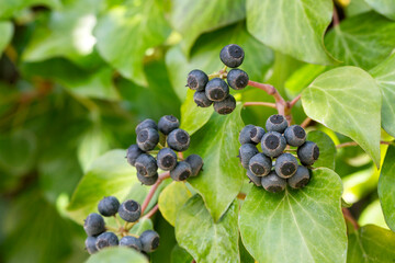 Fruits of Common Ivy Hedera Helix Linne. Hedera helix (common, English ivy, European ivy) with...