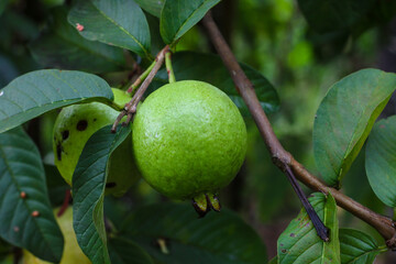 close up photo of fresh guava fruit on the tree