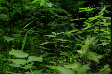nettle leaves in a dark forest
