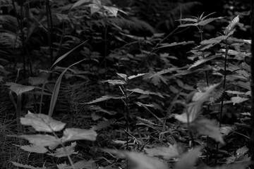 nettle leaves in a dark forest