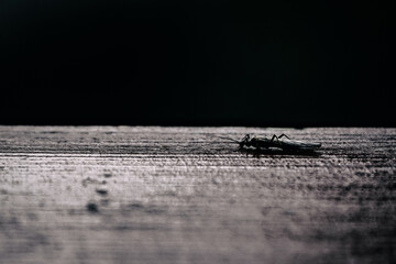 Insect sitting on wooden board in evening light